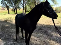 Pferde (Partie, Geschlecht nicht angegeben), American shetland pony — Foto 6