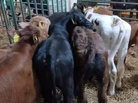 Bulle, Simmental cattle — Foto 2