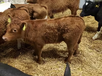 ІҚМ (топ, жынысы көрсетілмеген), Simmental cattle — 3-сурет
