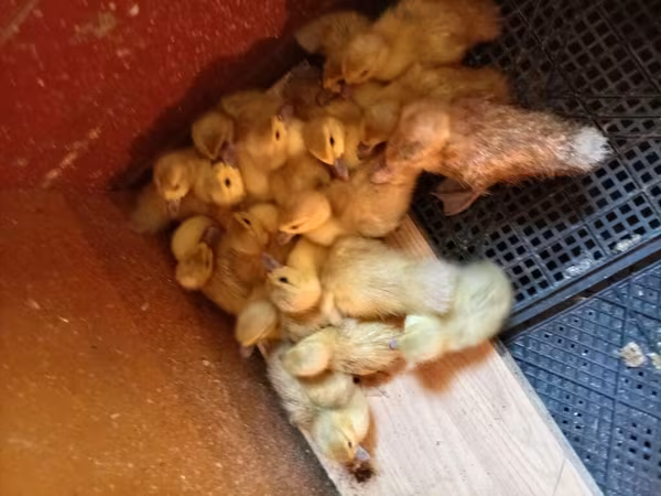 Ducks