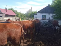 公牛, Cattle — 照片 3