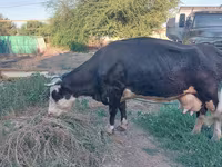بقرة, Russian Black pied cattle — الصورة 3
