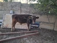 Buğa, Alatau irqi — foto 2