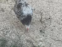 Chickens — Foto 3
