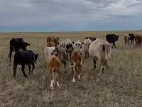 بقرة, Latvian Blue cattle — الصورة 1