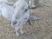 Dişi keçi, Saanen goat — foto 2