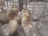 Ducks — الصورة 8