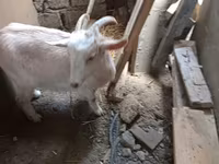Ziege, Saanen goat — Foto 1