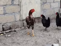 Chickens — Foto 3