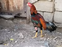 Chickens — photo 1