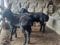 Ram, Sheep — photo 6
