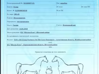 Stute, Horse breed — Foto 2