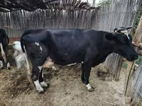 母牛, Simmental cattle — 照片 5