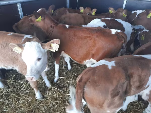 أبقار (دفعة، الجنس غير محدد), Simmental cattle
