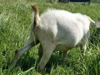 Ziege, Saanen goat — Foto 2