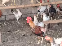 Chickens — 4-rasm