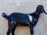 Ziege, Beetal goats — Foto 4