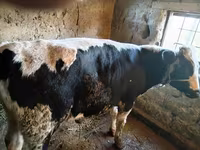 Toro, Ganado vacuno — foto 2
