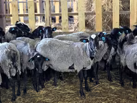 母羊, Romanov sheep — 照片 3