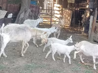 عنزة, Dutch Landrace goats — الصورة 1