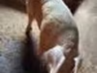 Eber, Schweine — Foto 6