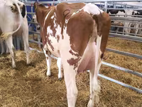 Kuh, Holstein-Rasse — Foto 5