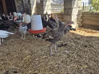 Turkeys — foto 4