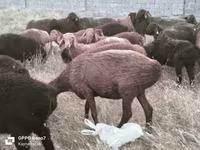 公羊, Sheep — 照片 4