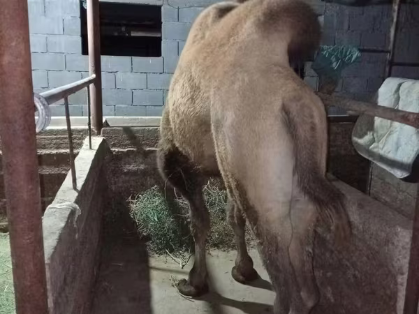 Camello, Camellos