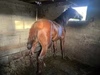 公马, Horses — 照片 3