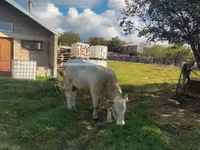 بقرة, Charolais cattle — الصورة 2