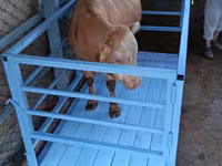 Chorva mol tarozi 2 tonnalik — Foto 2