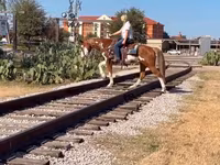 حصان, American paint horse — الصورة 5