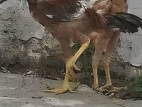 Chickens — Foto 7