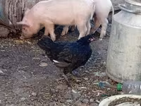 Donuzlar (partiya, cinsi göstərilməyib), Donuzlar — foto 1