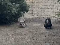Широкогруда Біла — фото 2