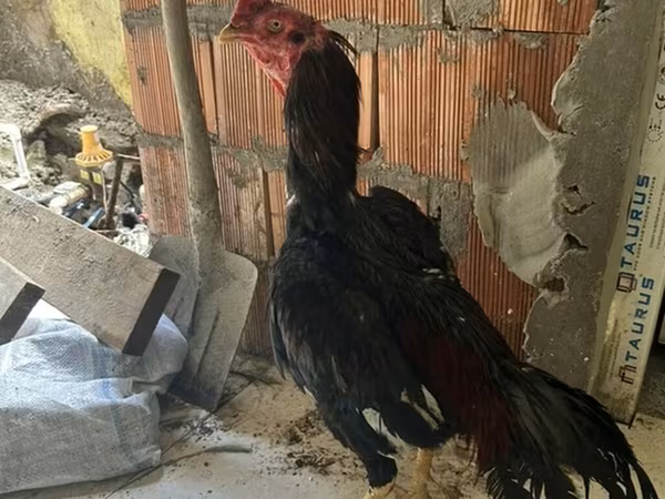 Chickens