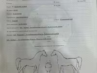 Stute, Kazakh horse — Foto 2