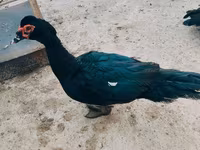 Ducks — الصورة 2