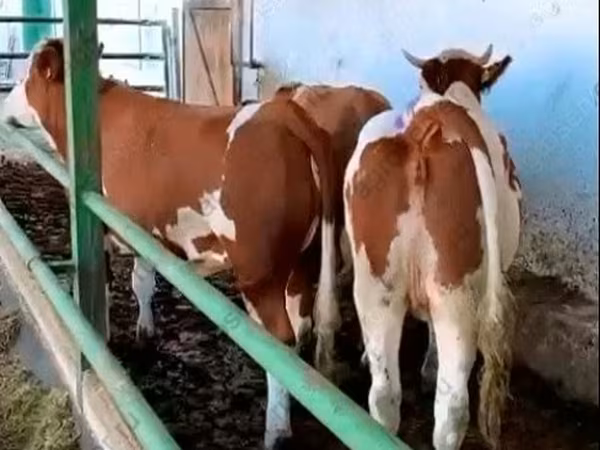 Сиыр, Simmental cattle