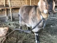 母山羊, Beetal goats — 照片 1