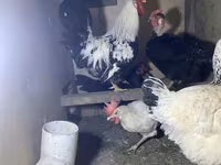 Chickens — 2-сурет