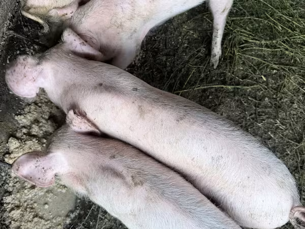 Eber, Schweine