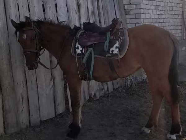 Yegua, Caballos