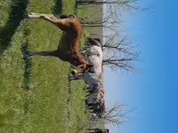 Yegua, Kazakh horse — foto 6