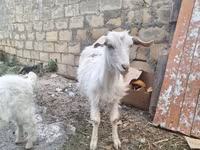 Cabra, Cabras — foto 4
