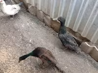 Ducks — الصورة 5