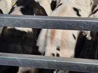 Bulle, Russian Black pied cattle — Foto 2