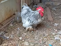 Chickens — Foto 1