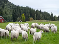 Субпродукты говядина, баранина, конина закупаем на постояной основе. Viber WhatsApp Telegram. — фото 3